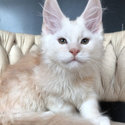 Maine Coon EZ Endi