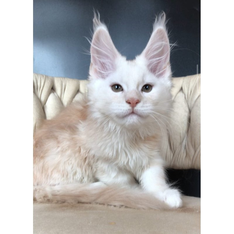 Maine Coon EZ Endi