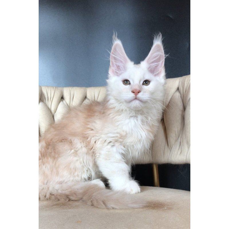 Maine Coon EZ Endi