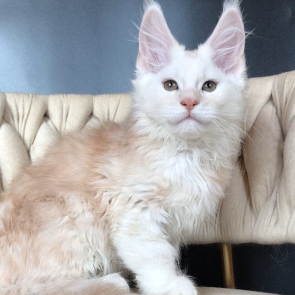 Maine Coon EZ Endi