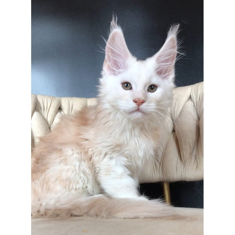 Maine Coon EZ Endi