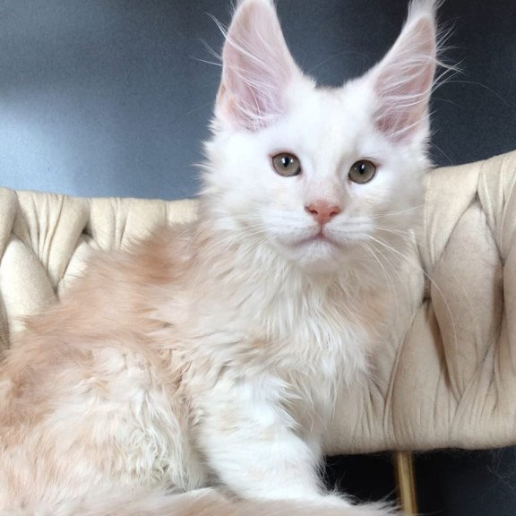 Maine Coon EZ Endi