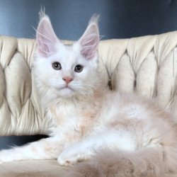 Maine Coon EZ Endi
