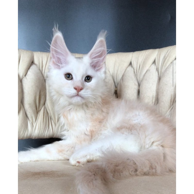 Maine Coon EZ Endi