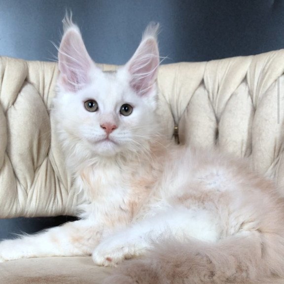 Maine Coon EZ Endi