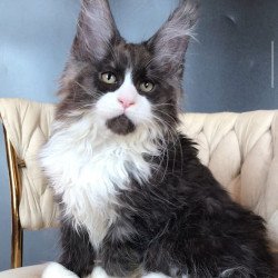 Maine Coon EZ Emil
