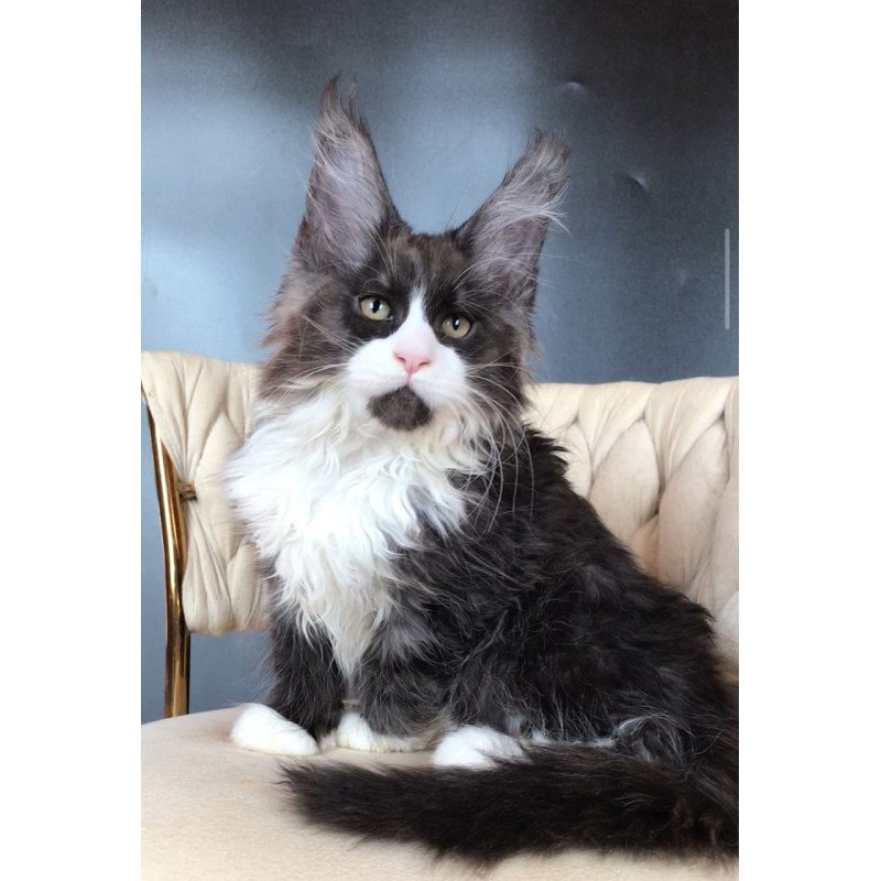 Maine Coon EZ Emil