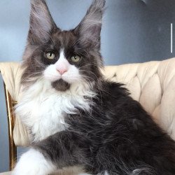 Maine Coon EZ Emil