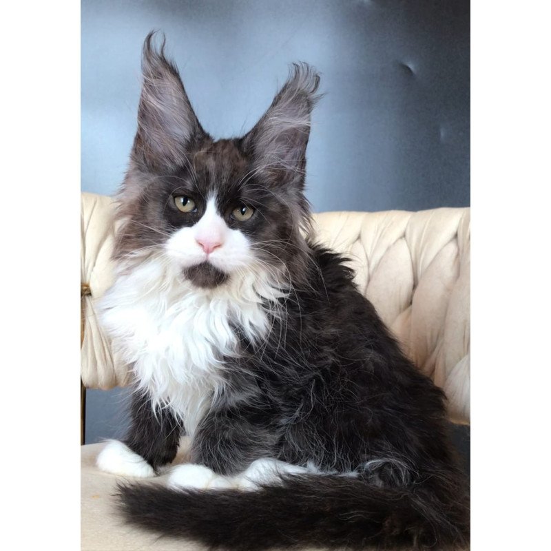 Maine Coon EZ Emil