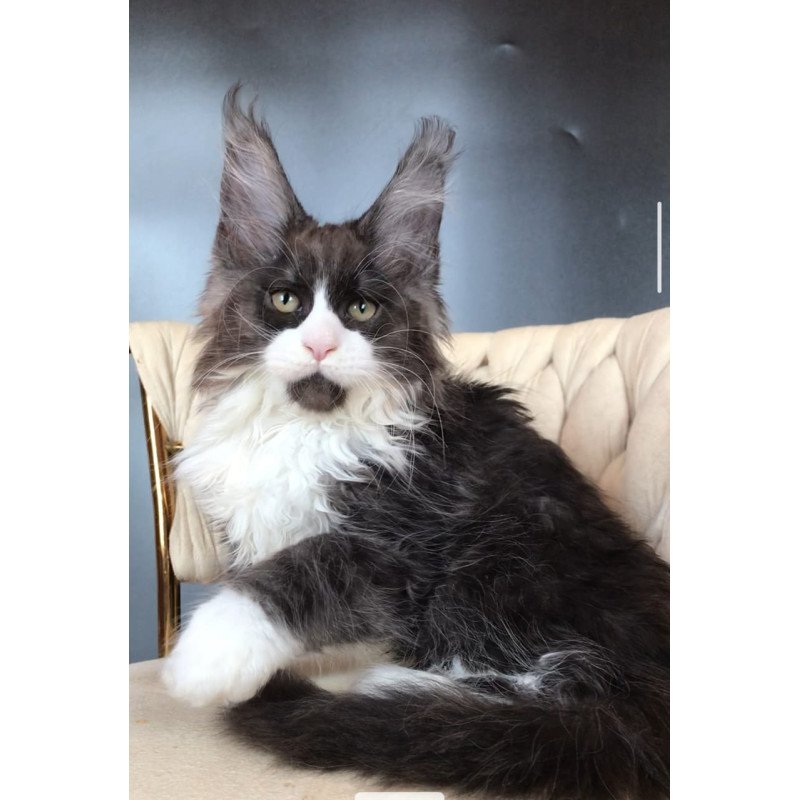 Maine Coon EZ Emil