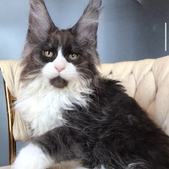 Maine Coon EZ Emil