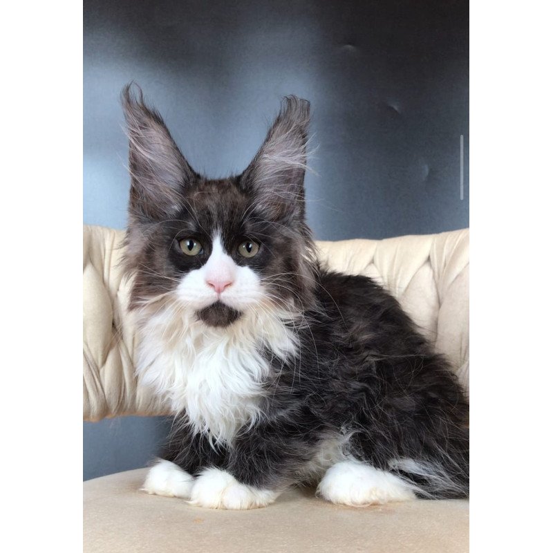 Maine Coon EZ Emil