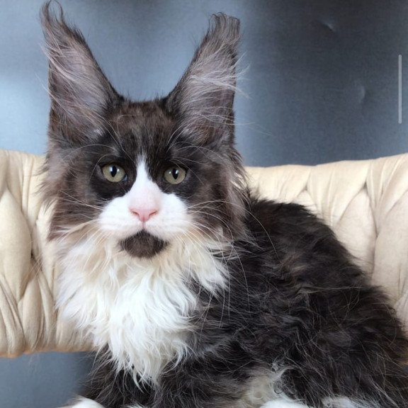 Maine Coon EZ Emil