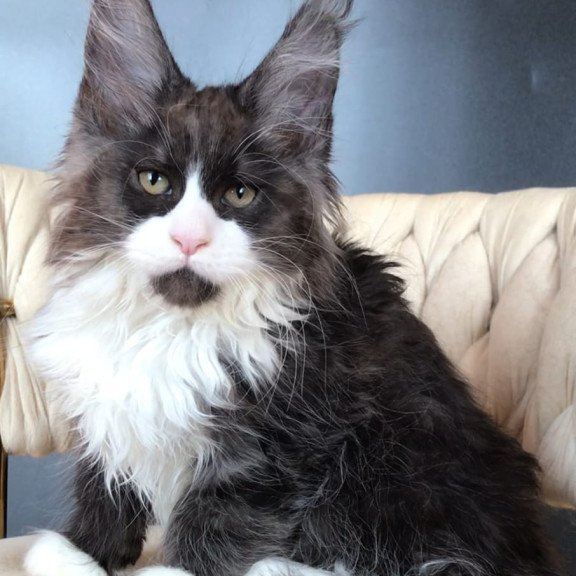 Maine Coon EZ Emil
