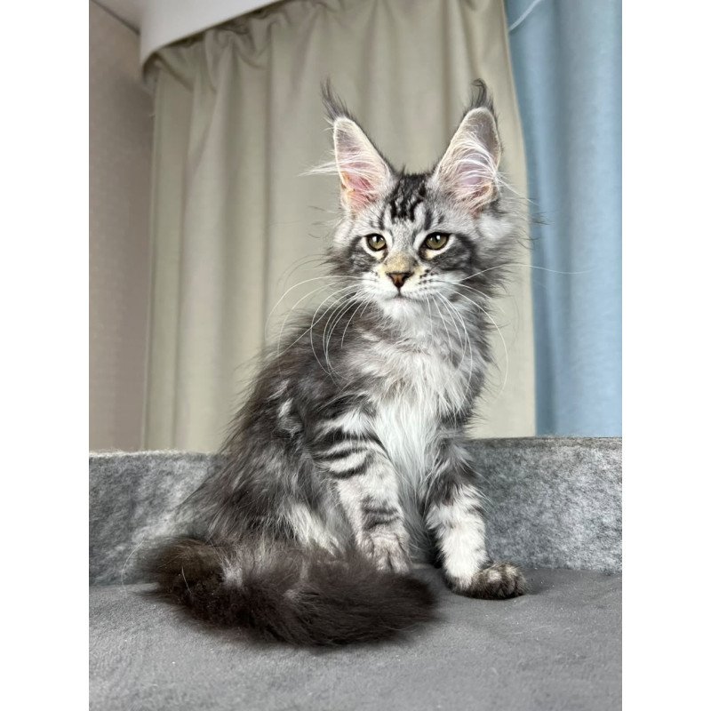 Maine Coon EZ Quincy