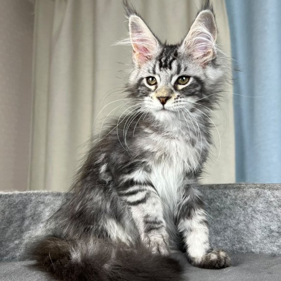 Maine Coon EZ Quincy