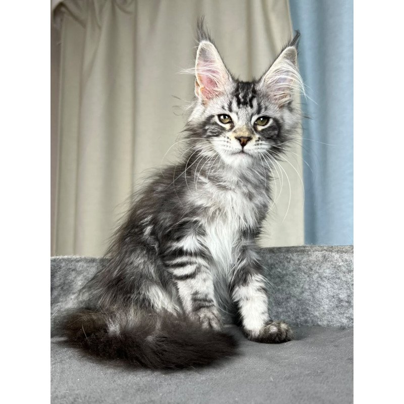 Maine Coon EZ Quincy