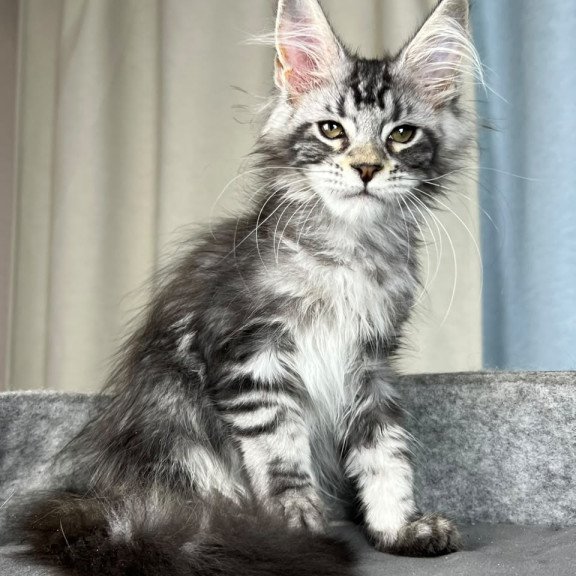 Maine Coon EZ Quincy