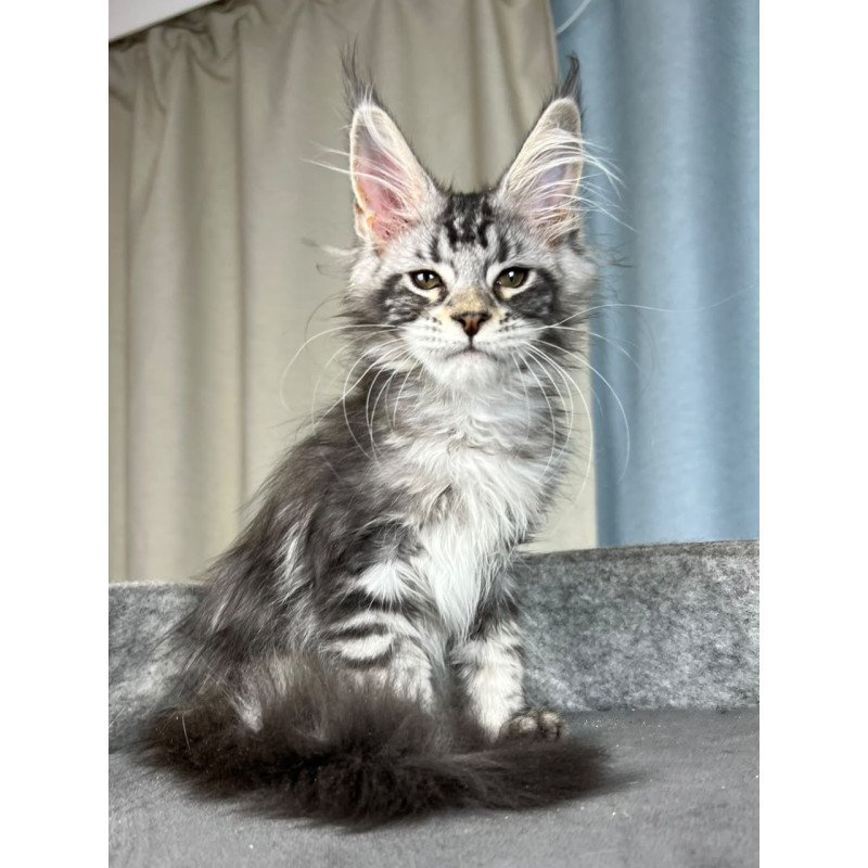 Maine Coon EZ Quincy