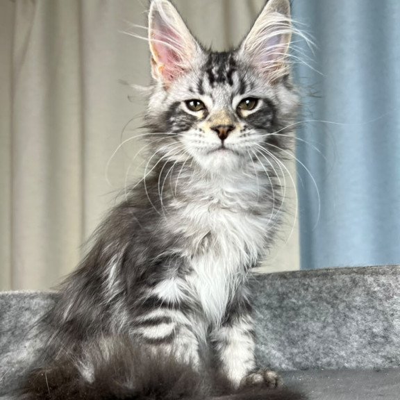 Maine Coon EZ Quincy