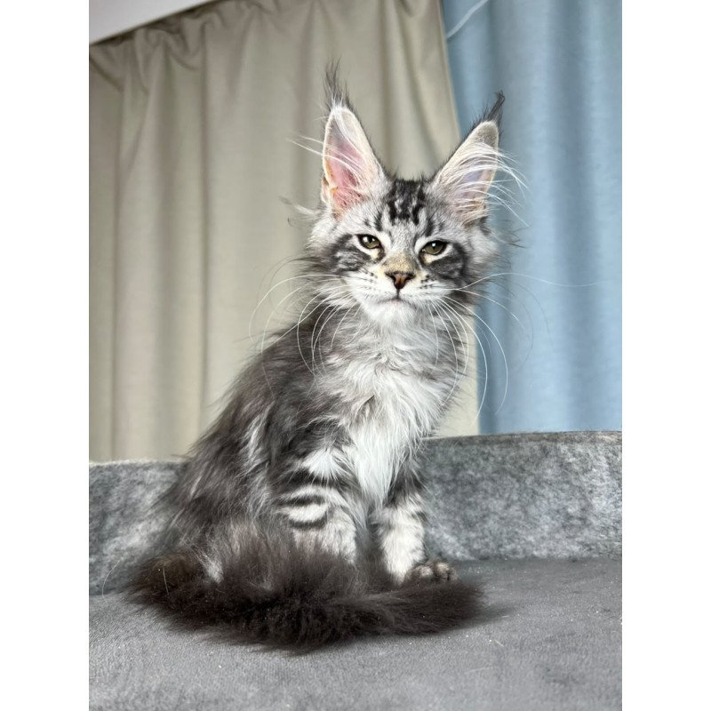 Maine Coon EZ Quincy