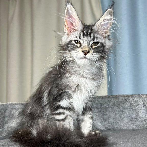 Maine Coon EZ Quincy