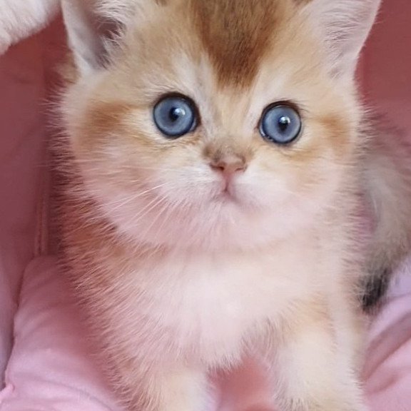 British Zlatan