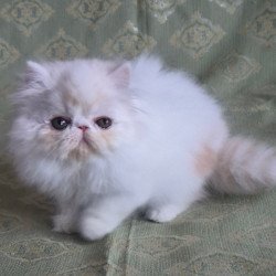 Persian Candy