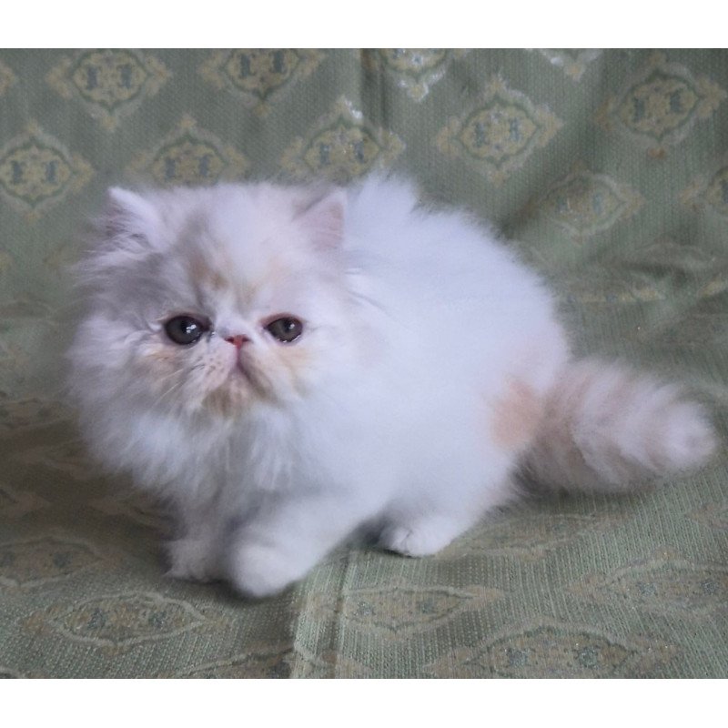 Persian Candy