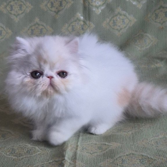 Persian Candy