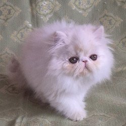 Persian Candy