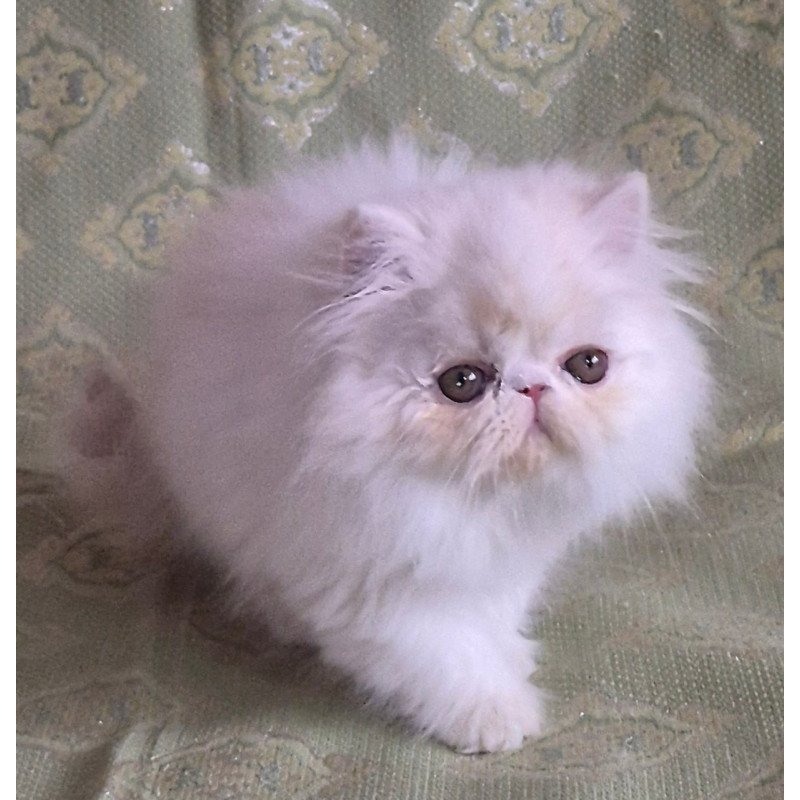 Persian Candy