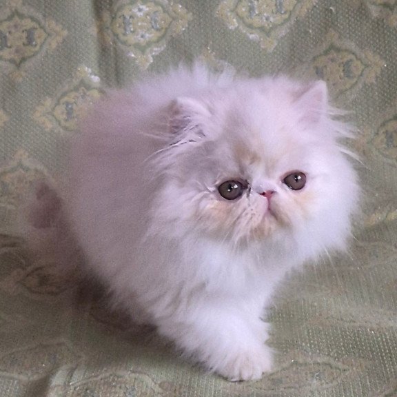 Persian Candy
