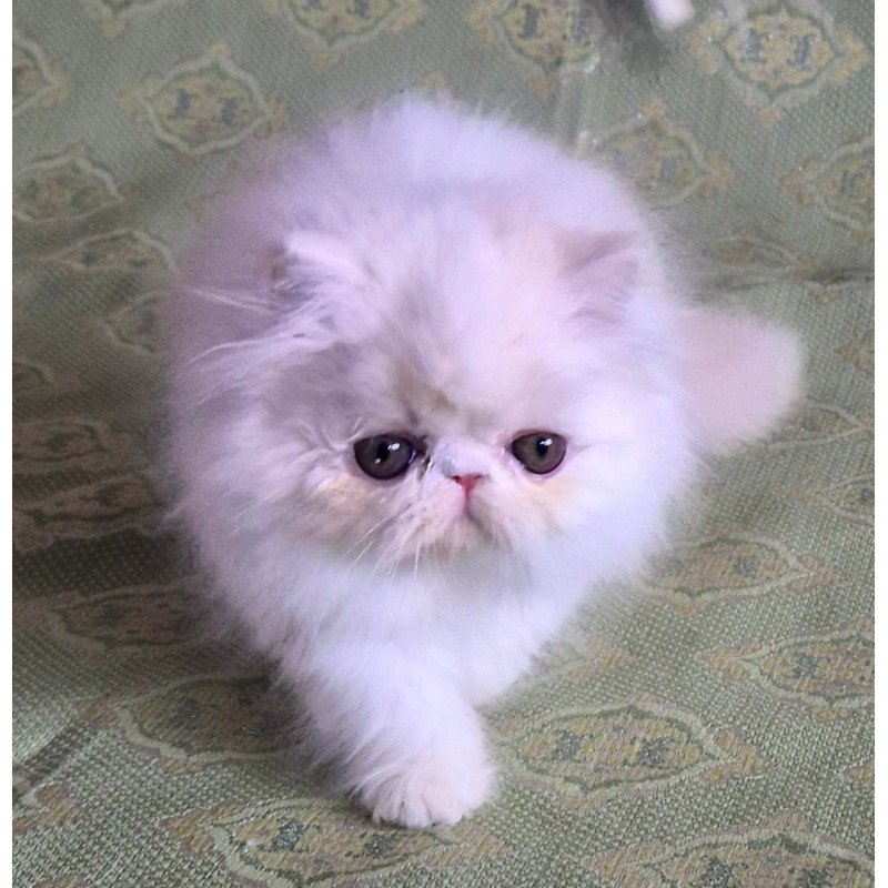 Persian Candy