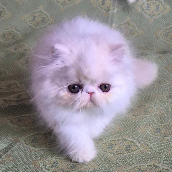 Persian Candy