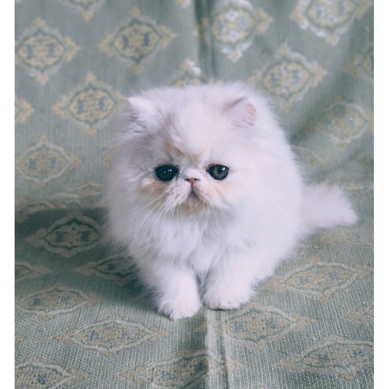 Persian Candy