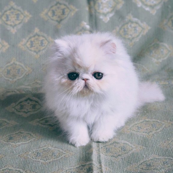 Persian Candy