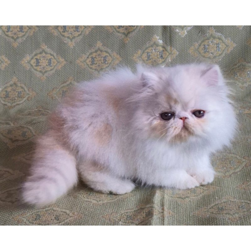 Persian Candy
