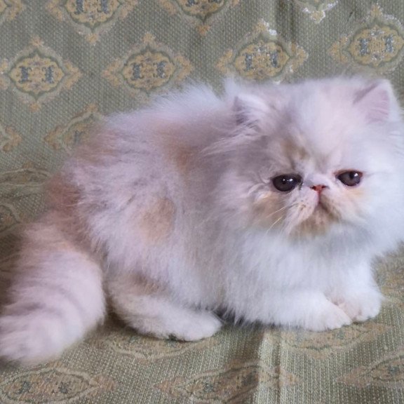 Persian Candy