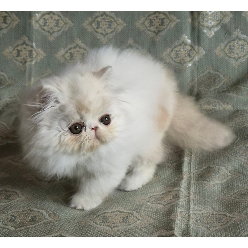 Persian Candy
