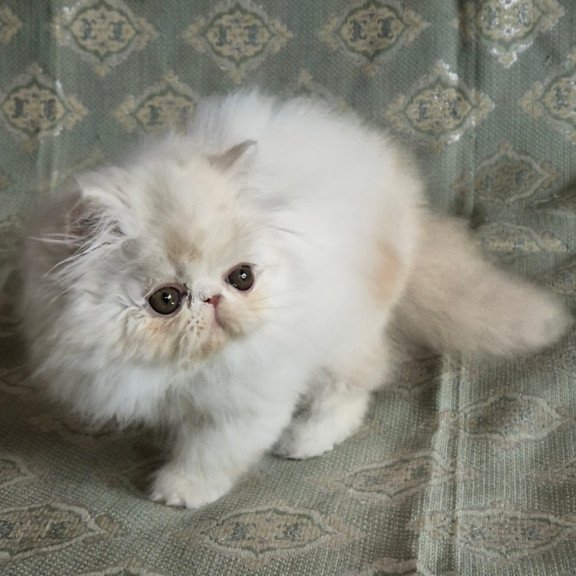 Persian Candy