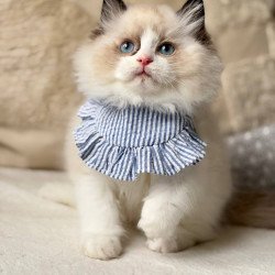 Ragdoll Rom