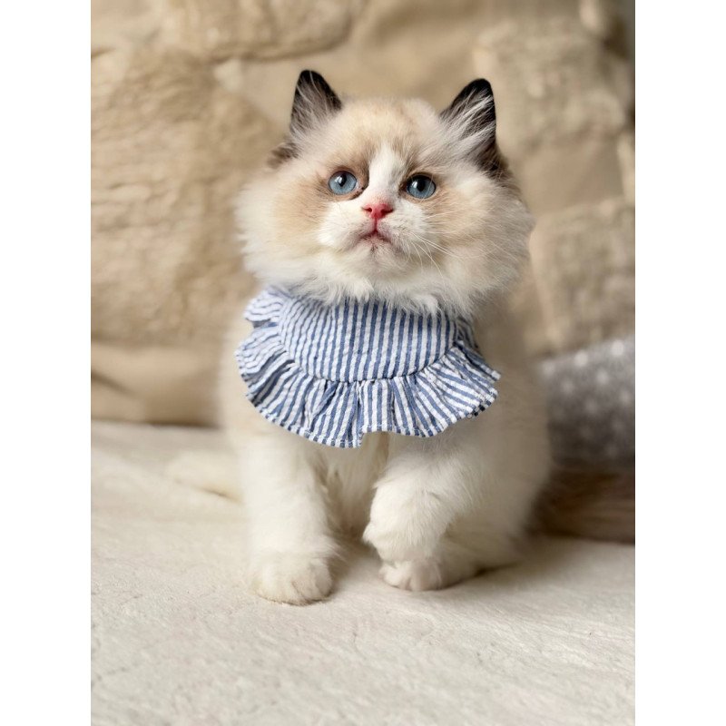 Ragdoll Rom