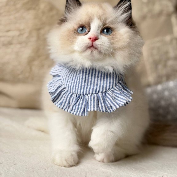 Ragdoll Rom