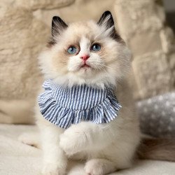 Ragdoll Rom