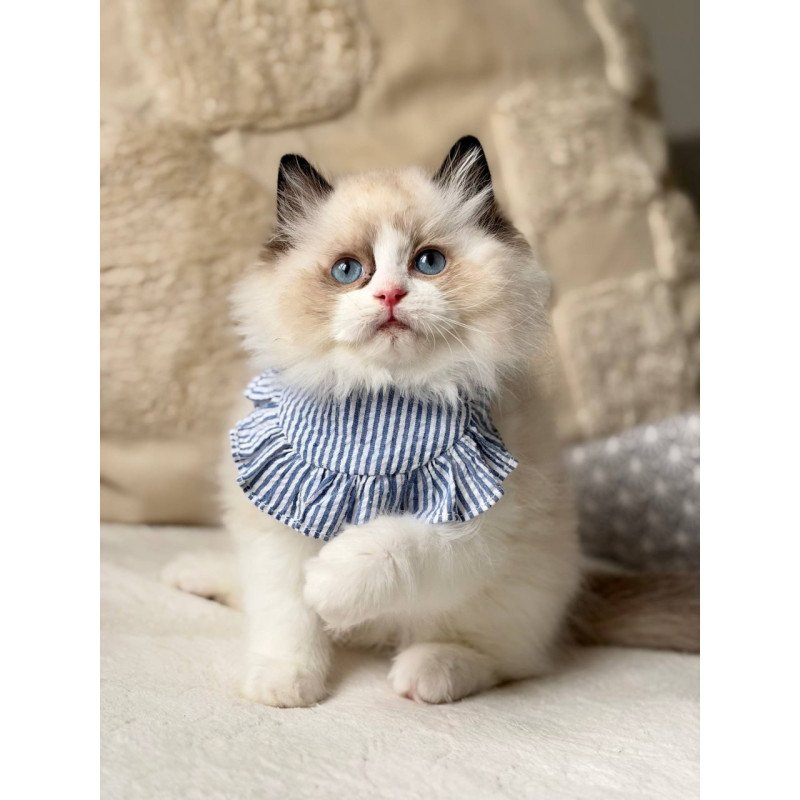 Ragdoll Rom