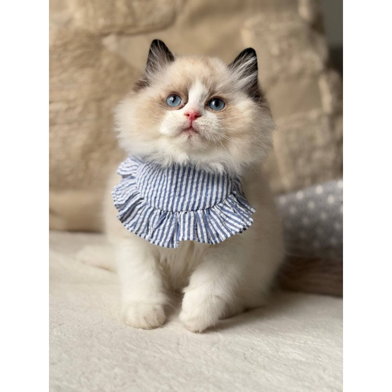 Ragdoll Rom