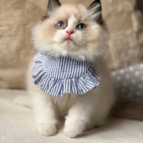 Ragdoll Rom