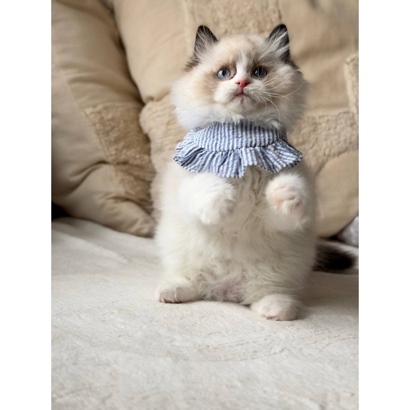 Ragdoll Rom