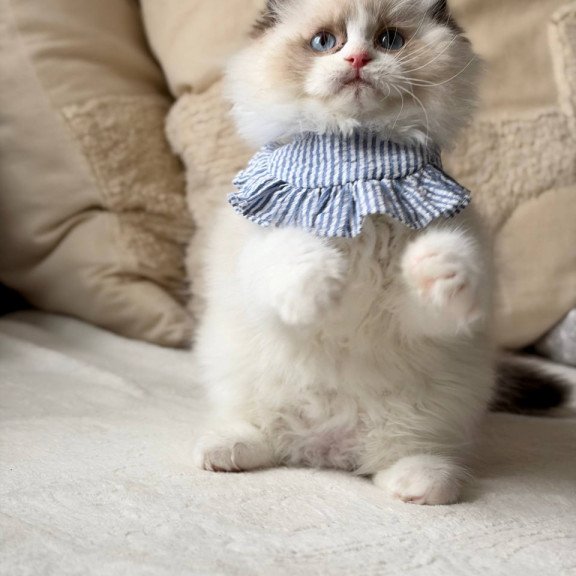 Ragdoll Rom